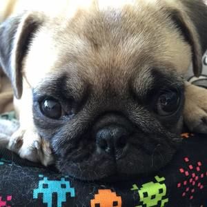 Meet your Posher, Lucy